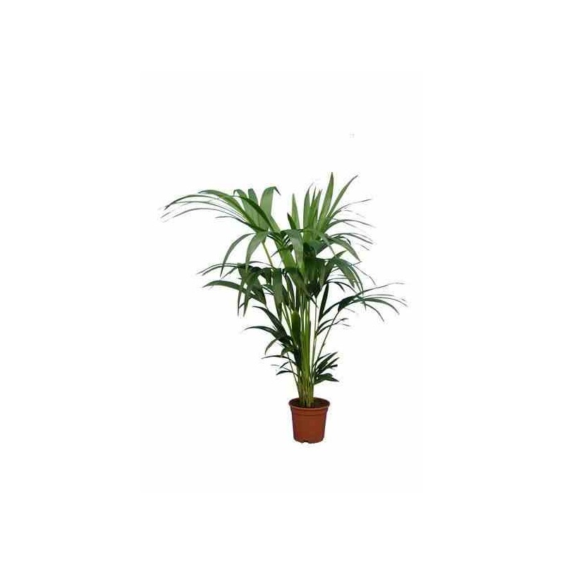Howea forsteriana (kentia) taille pot de 45l - 250/300cm