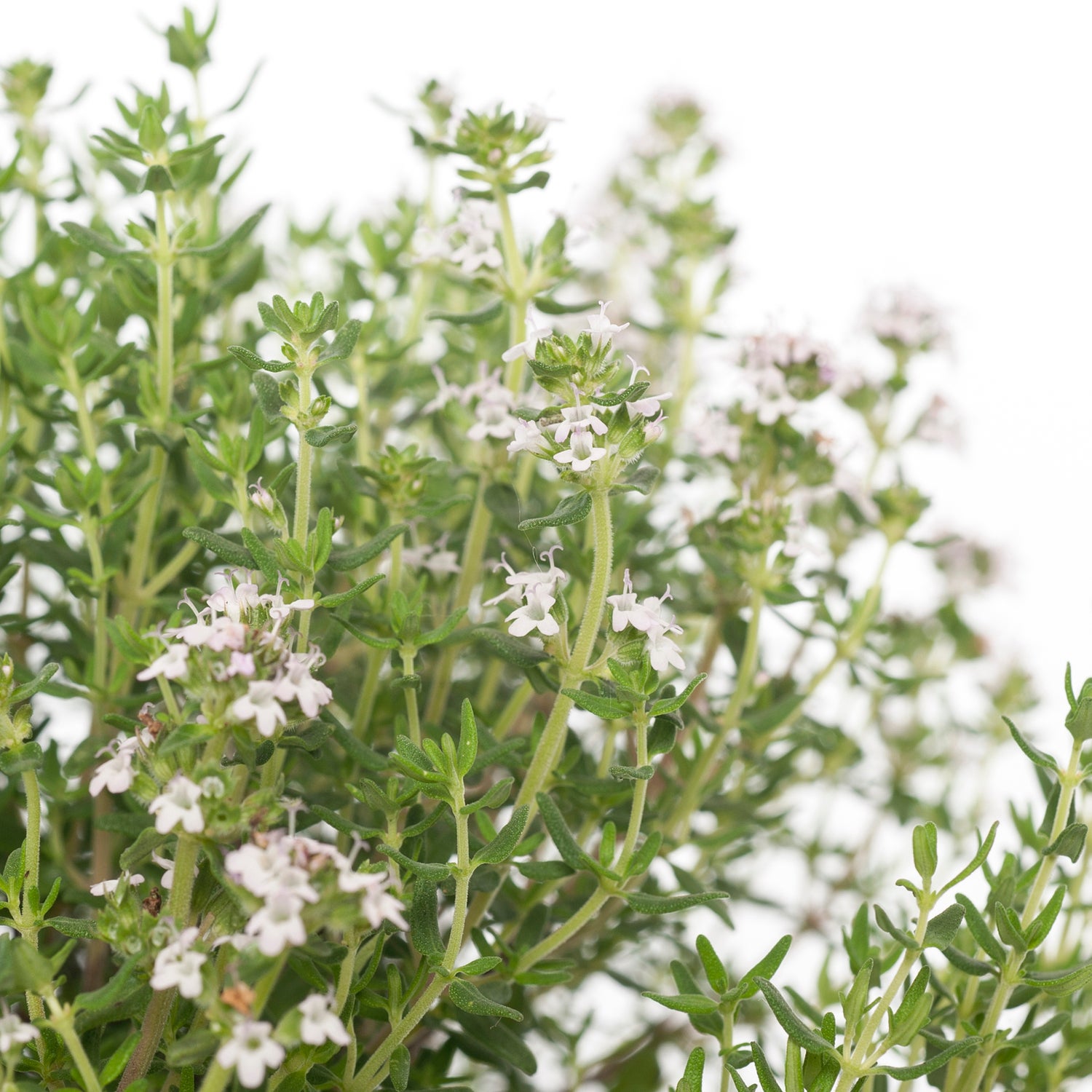 Biologische Keukentijm (Thymus vulgaris 'Compactus') D 13 H 15 cm