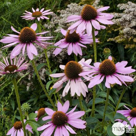 Rudbeckie pourpre : godet vert