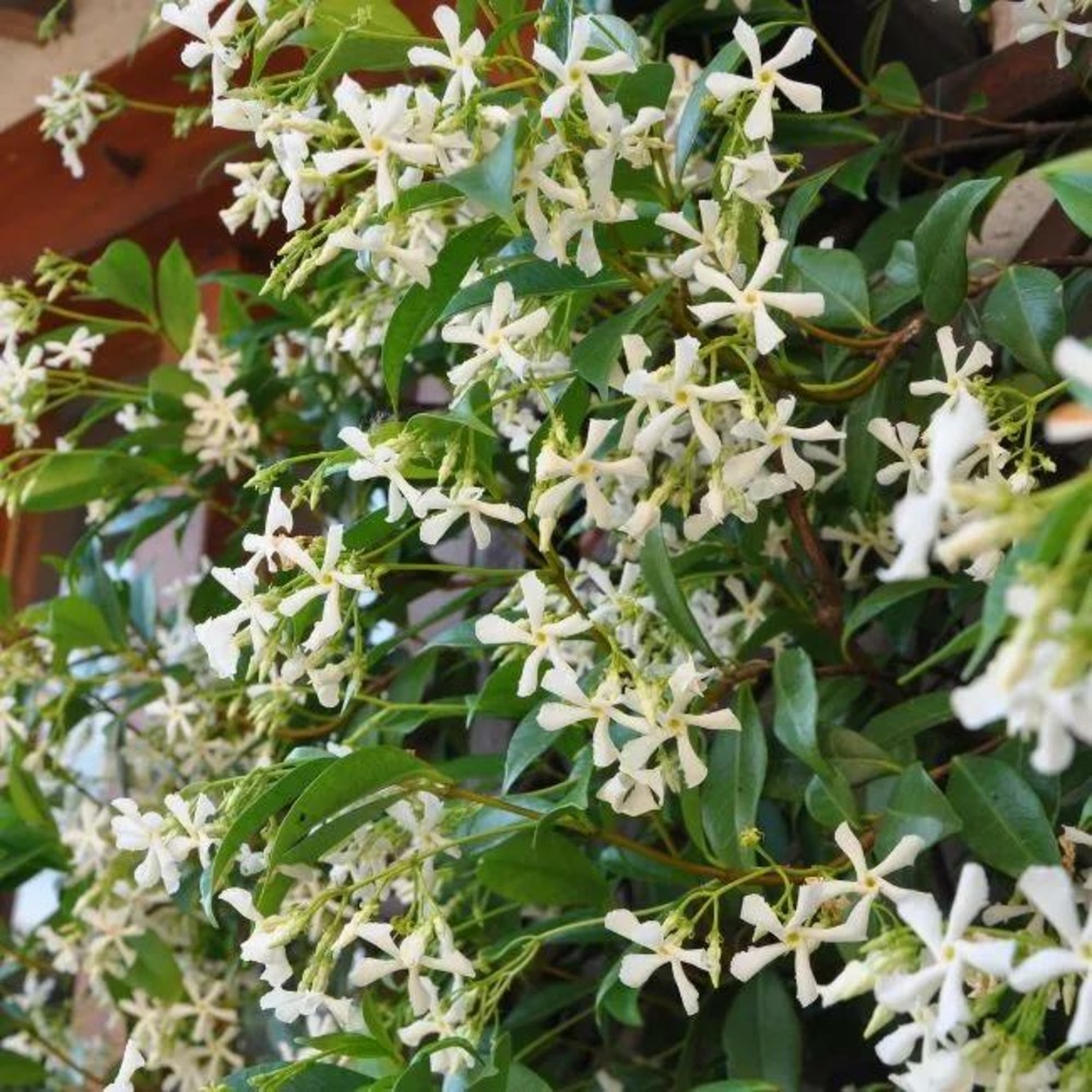 Jasmin étoilé - trachelospermum jasminoides