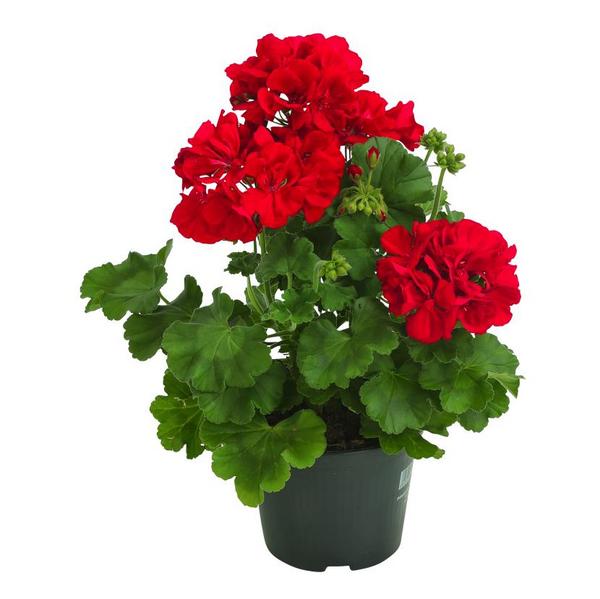 Bodendeckergeranie 'Rubin'