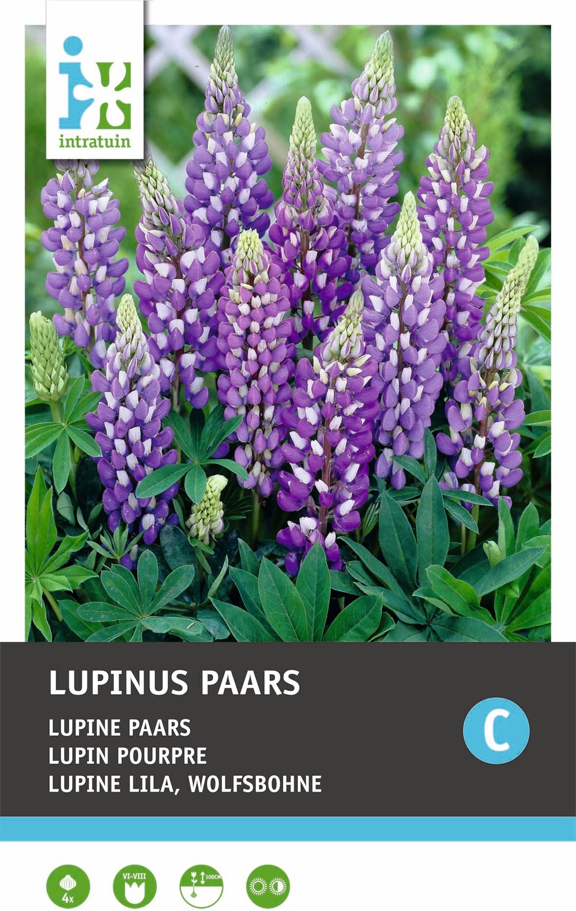 Intratuin knol Lupine (Lupinus) paars 4 stuks