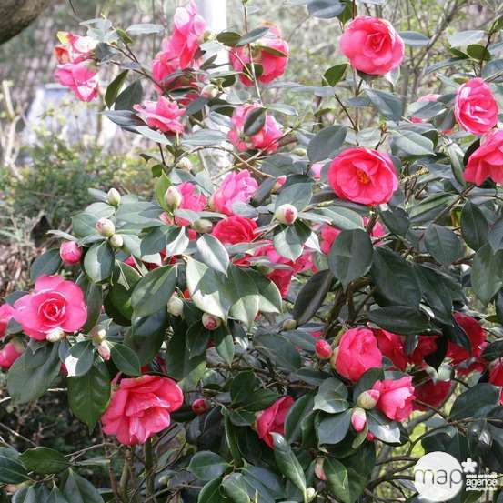 Camellia japonica : H 60/70 cm, XL, ctr 7 Litres