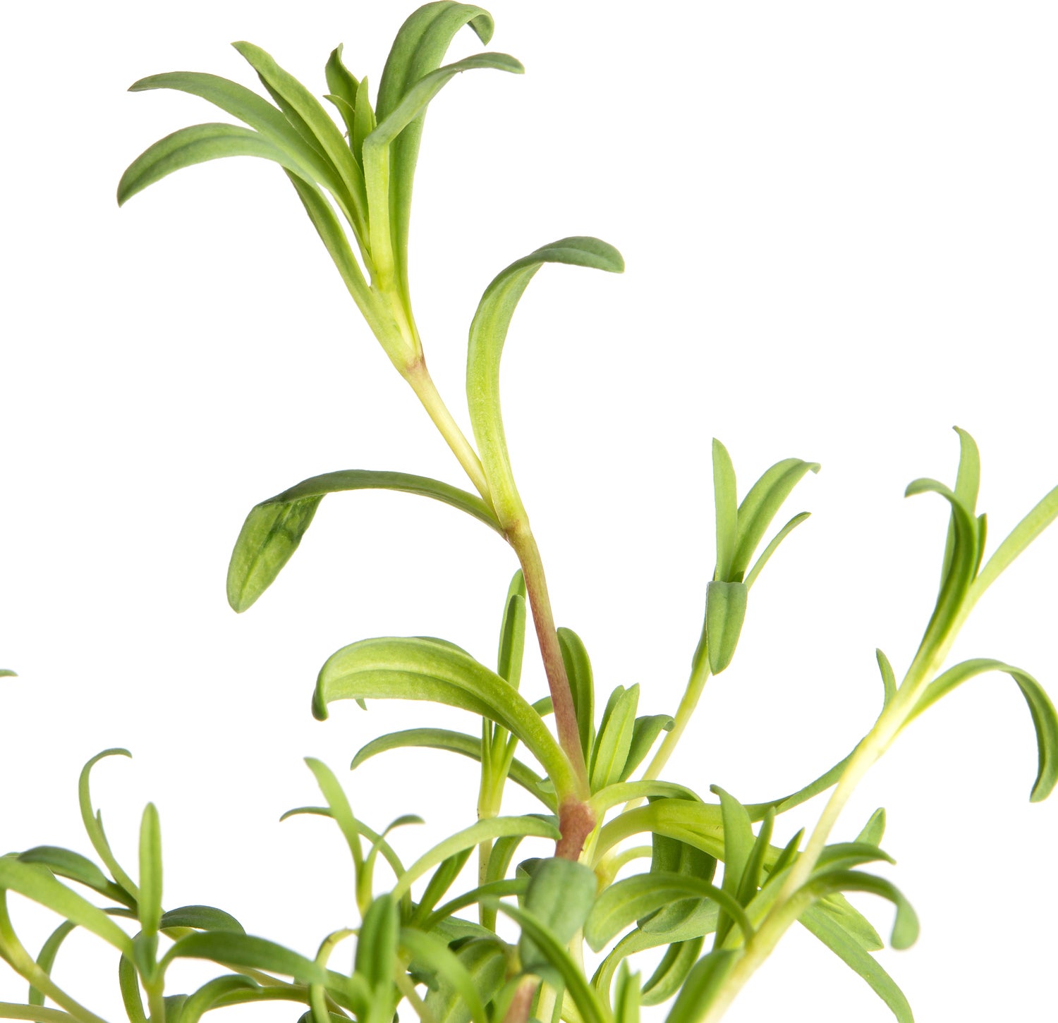 Gipskruid (Gypsophila repens 'Alba') D 9 H 10 cm