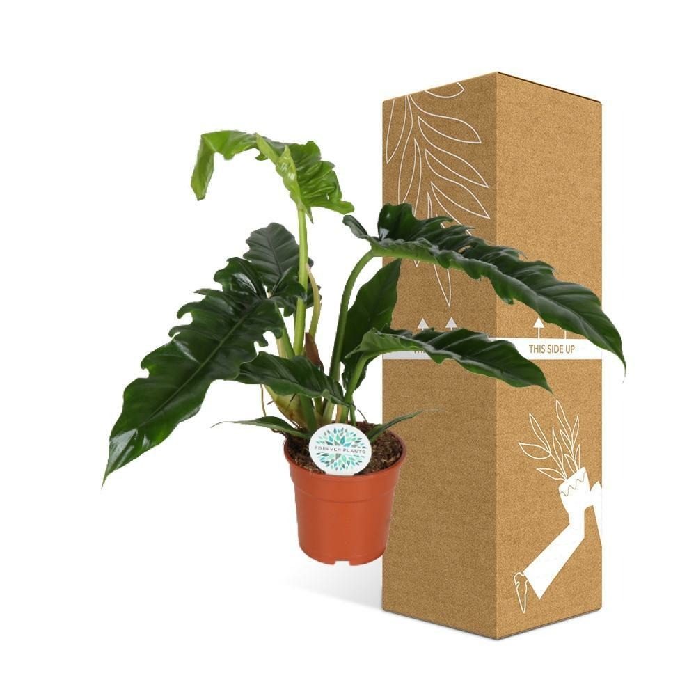 Plante d'intérieur - philodendron narrow 50.0cm