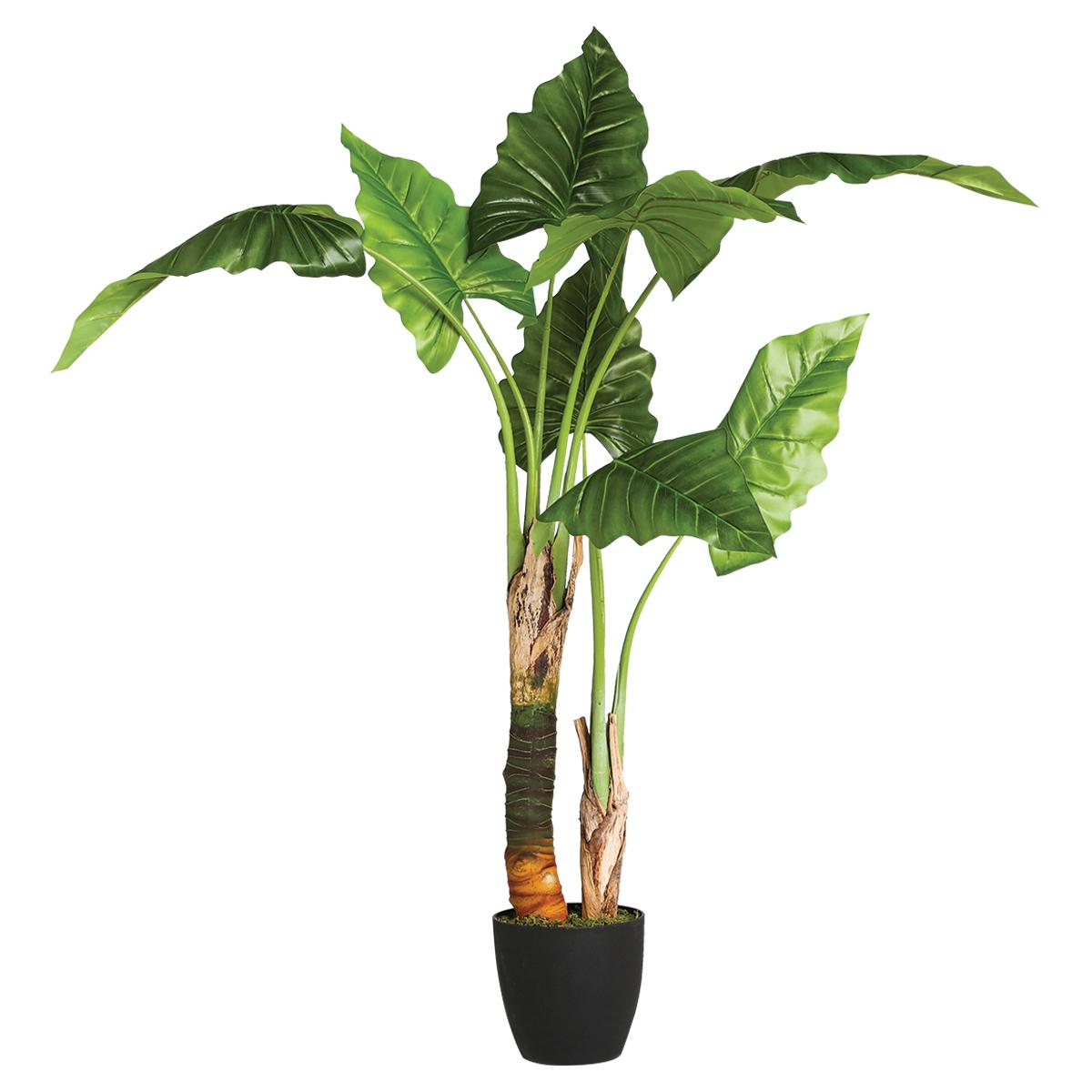 BANANIER EN POT H.120CM