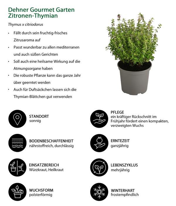 Dehner Gourmet Garten Zitronen-Thymian