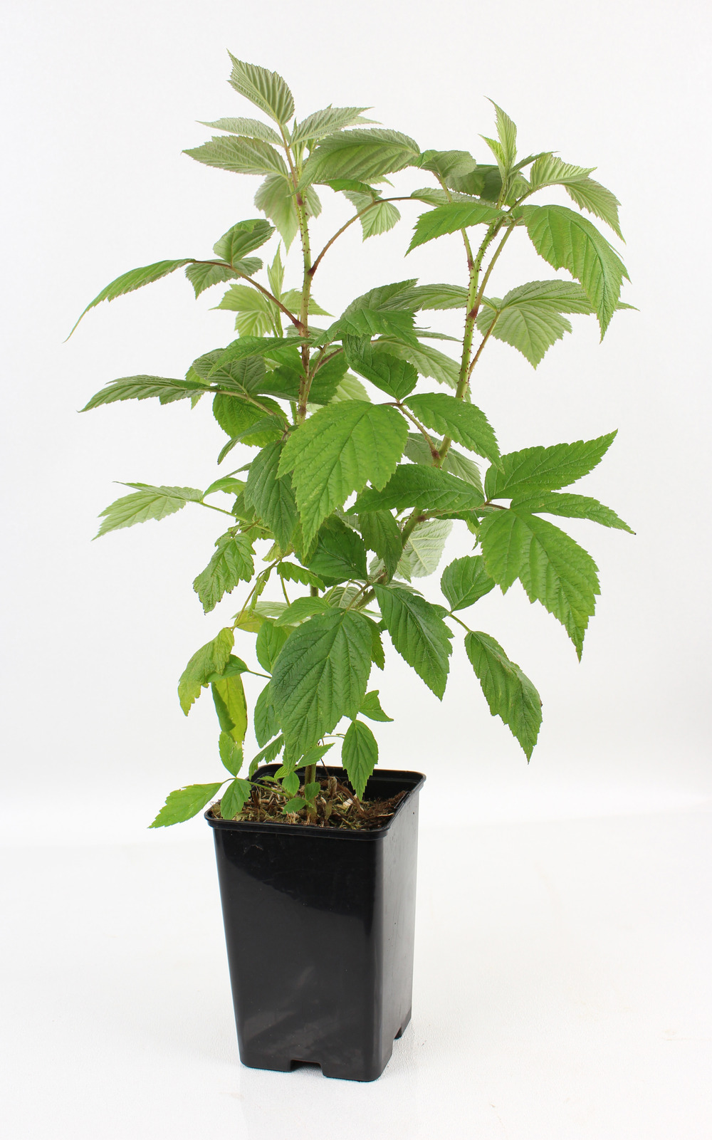 Plant de framboisier remontant heritage pot 1,3 l