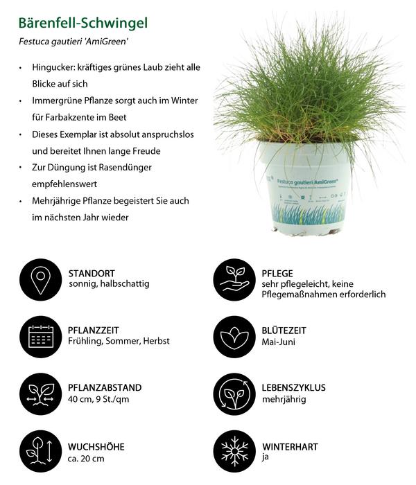 Gräser-Set Gartengräser, 4-teilig