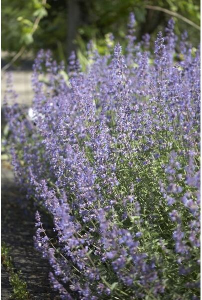 Kattekruid (Nepeta 'Walker's Low') D 9 H 10 cm