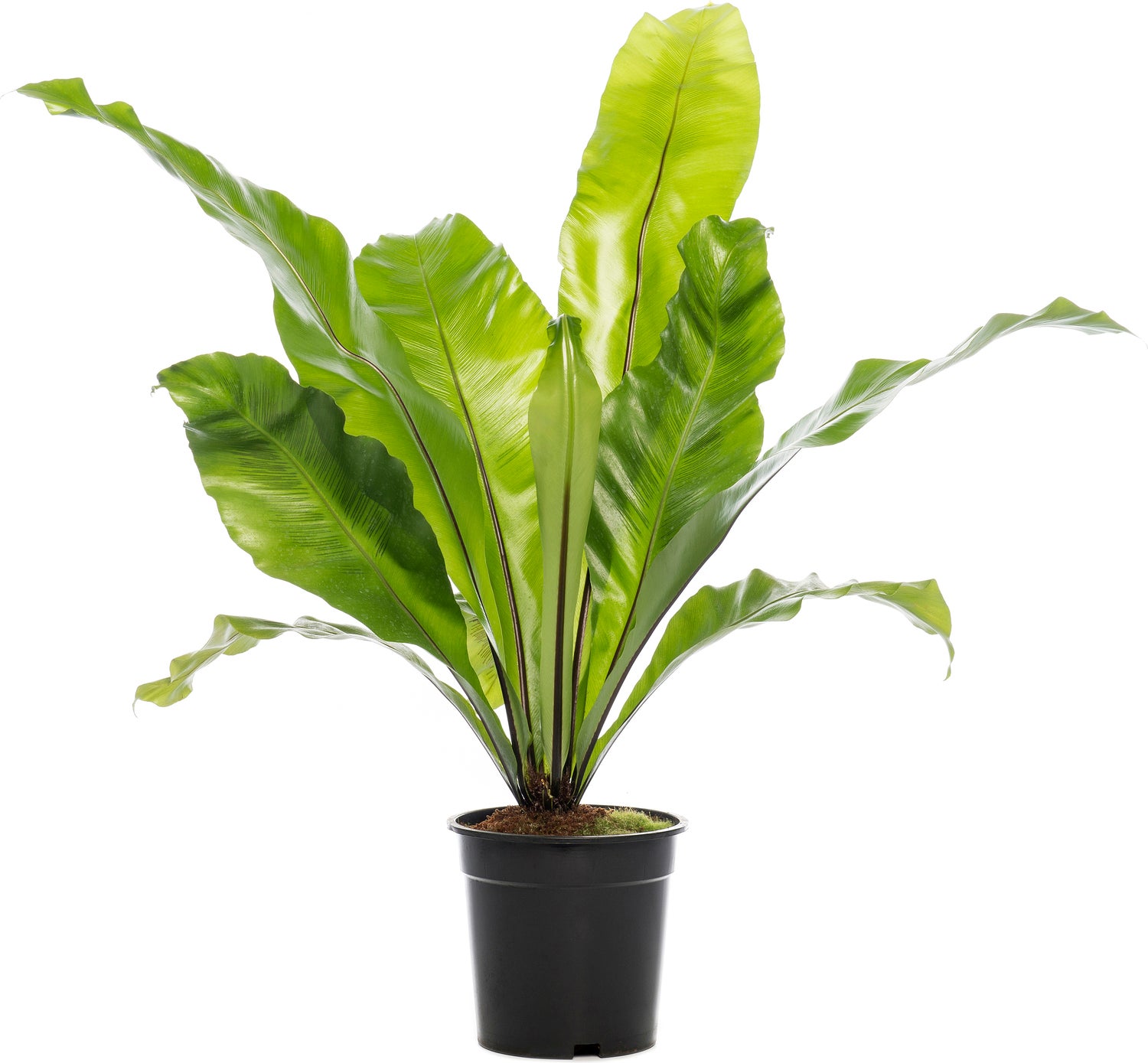 Nestvaren (Asplenium nidus) D 17 H 50 cm