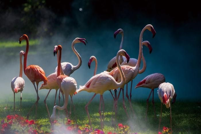 Glasschilderij Flamingo's 080120-974B120 x D0.4 x H80 cm