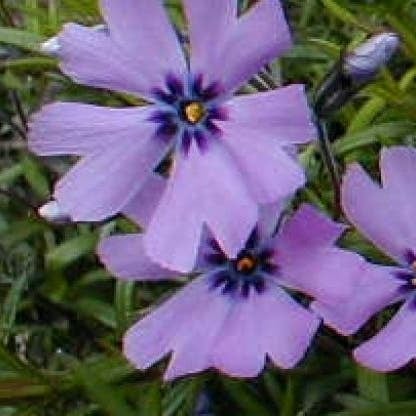 Kruipphlox (Phlox subulata 'Purple Beauty') D 9 H 10 cm