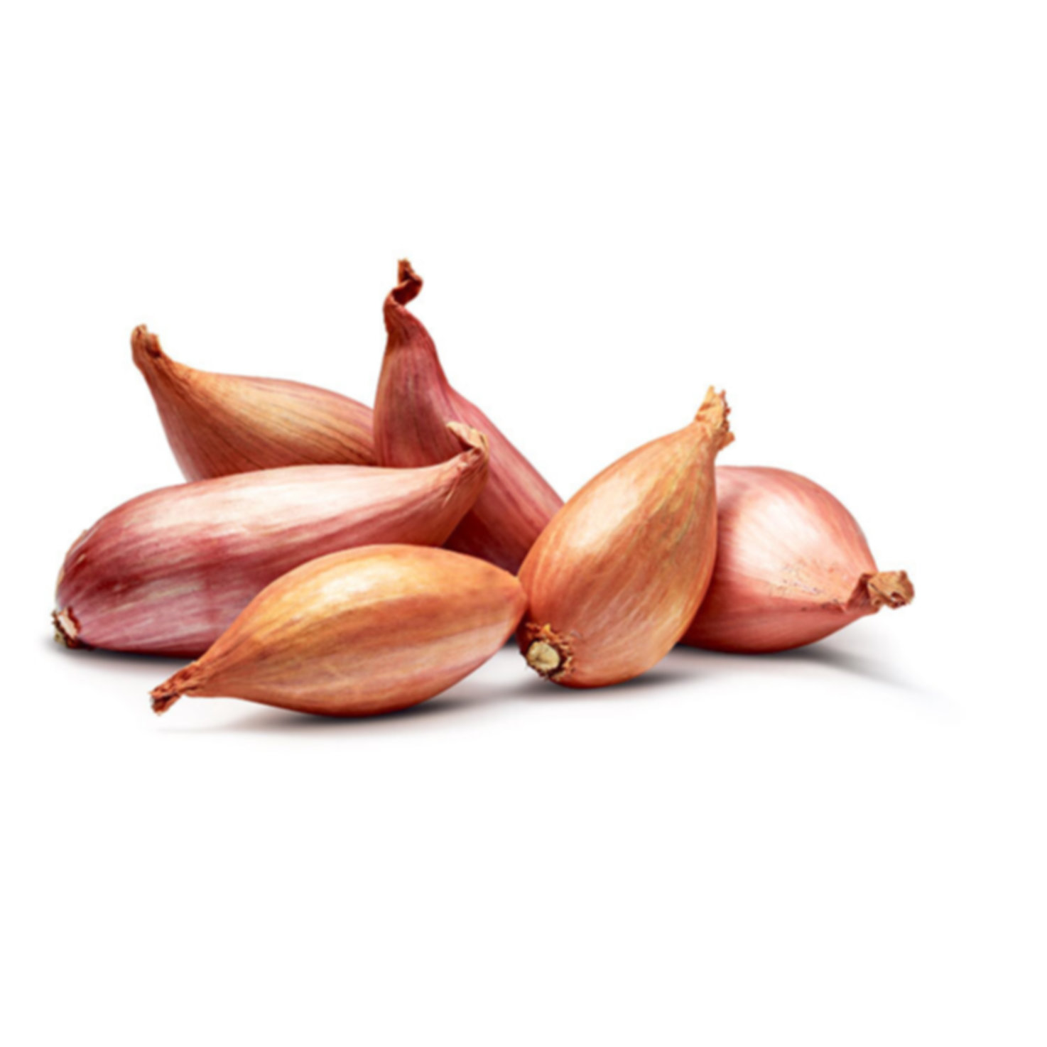 Schalotten IP-Suisse -