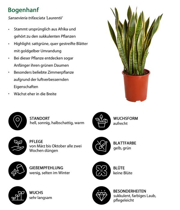 Bogenhanf - Sansevieria trifasciata var.