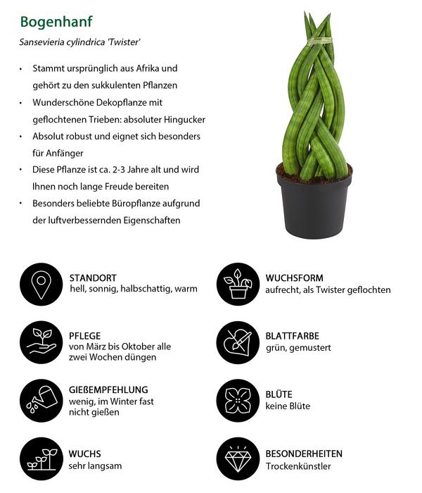 Bogenhanf-Set - Sansevieria cylindrica,