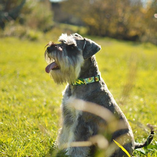 Coleira para cães em poliéster verde abacate Dashi