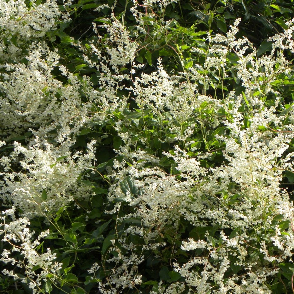Renouée aubertii/polygonum aubertii[-]godet - 5/20 cm