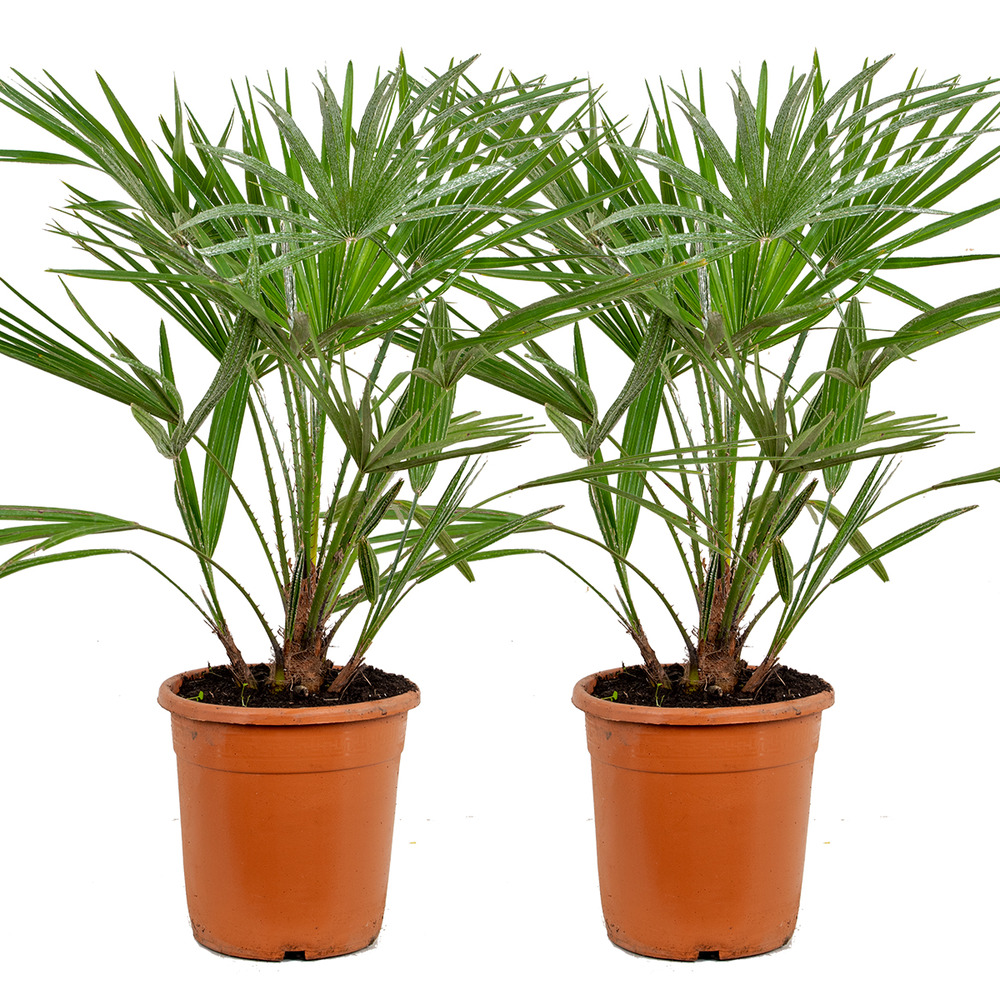 2x chamaerops 'humilis' – palmier nain européen – palmier – rustique – ⌀21 cm - ↕60-75 cm