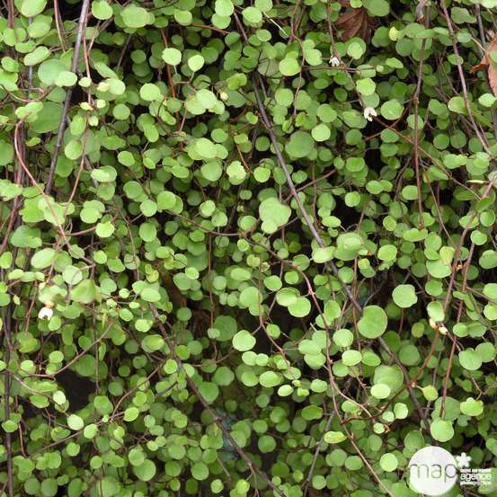 Muehlenbeckia : 3L