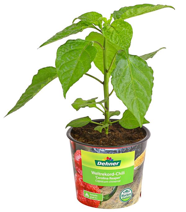 Chili 'Carolina Reaper'
