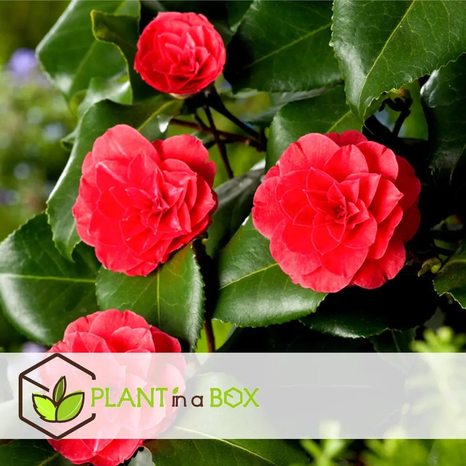 Japanse Roos - Set van 4 - Camellia 'Lady Campbell' - Hoogte 60-70cm - ⌀19cm