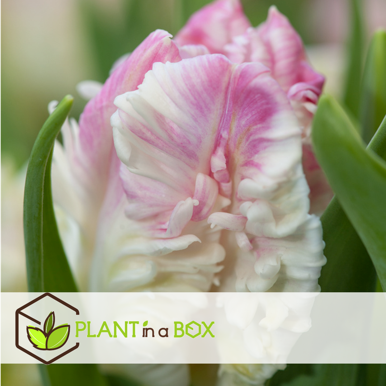 Tulipa cabanna - 20x bulbes de tulipes - rose / blanc