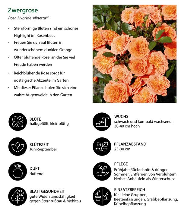 Zwergrose 'Ninetta®'