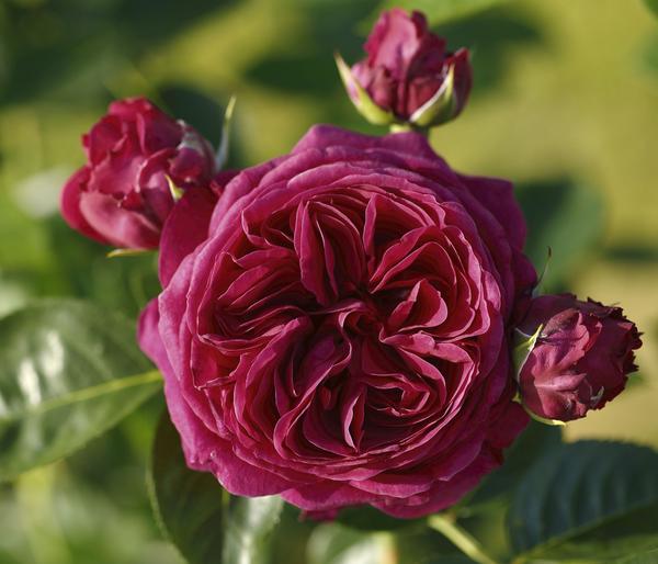 Nostalgie®-Edelrose 'Marietta®'