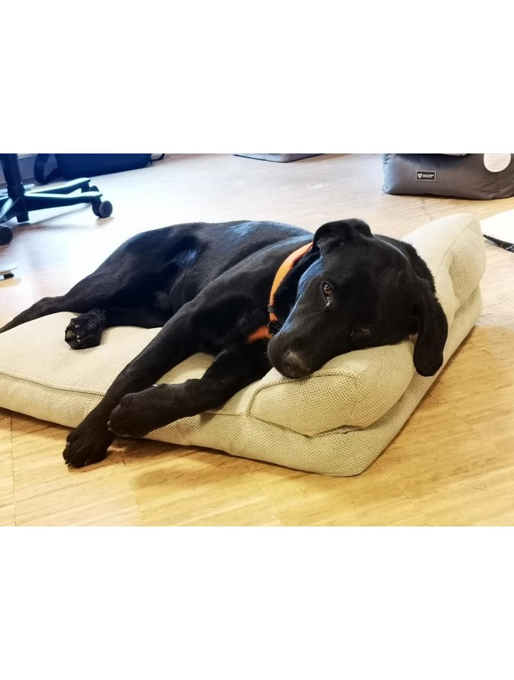 Nordic Paws - Alfred Lounge, Lysegrøn L 100 x 70 x 25 cm