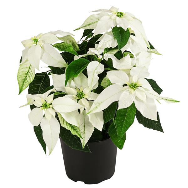 Weihnachtsstern - Euphorbia pulcherrima