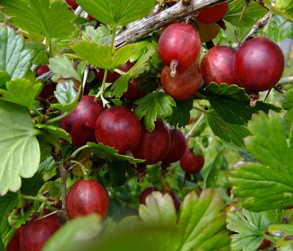 Stachelbeere 'Hinnonmäki', Stämmchen