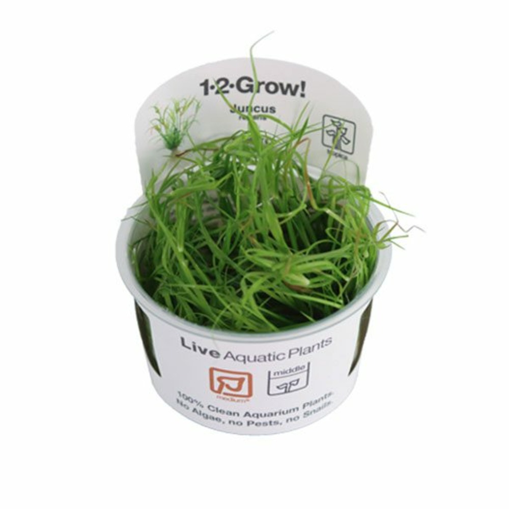 Juncus repens in vitro
