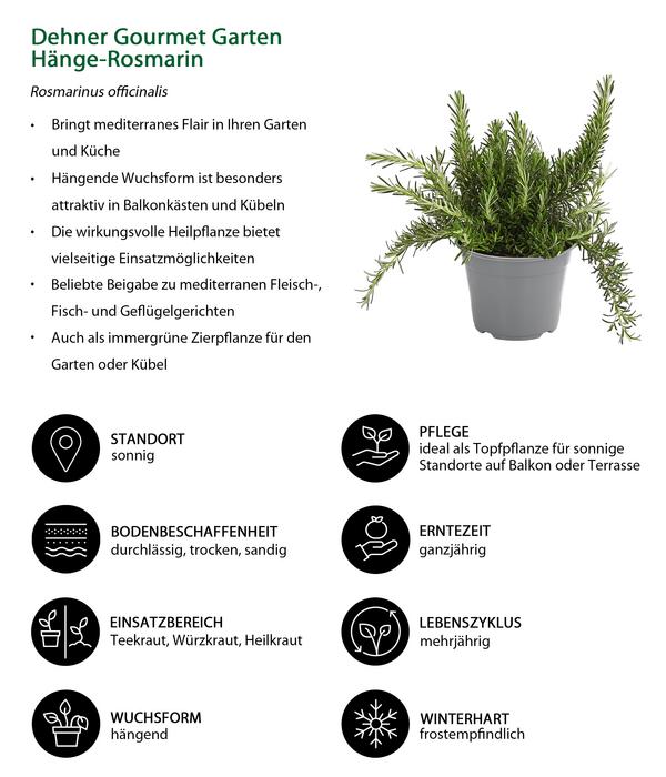 Dehner Gourmet Garten Hänge-Rosmarin