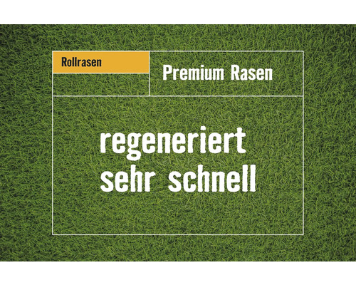 Premium gerold graszoden, bestelhoeveelheid 250 m², dagelijks vers gesneden
