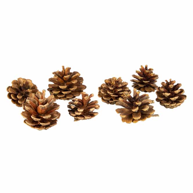 Tannenzapfen - aus Holz - ca. 6 cm - 8 Stück