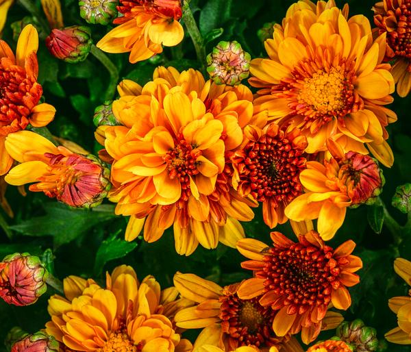 Chrysantheme 'Baria'