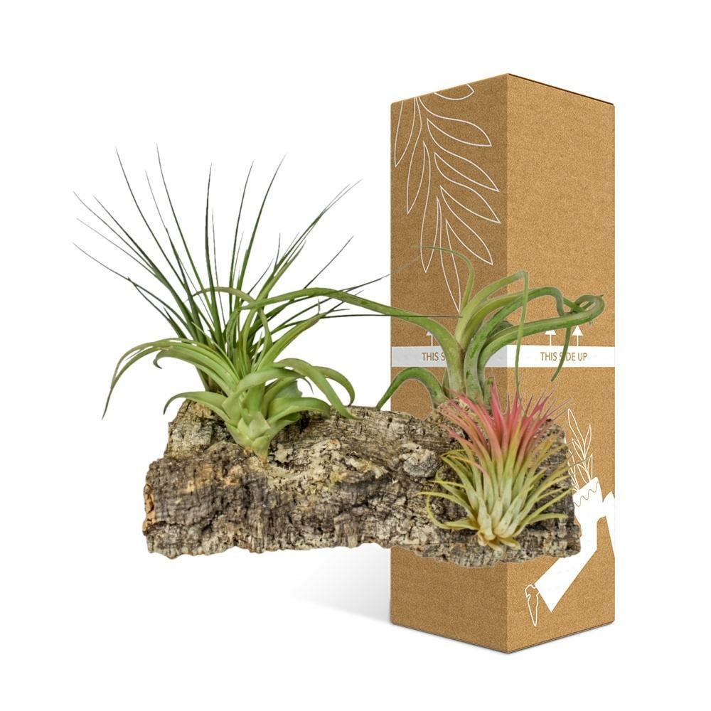 Plante d'intérieur - tillandsia kurkhout large 17.0cm