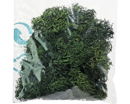 Decoratief mos, IJslands mos, 25 g in een zakje, groen