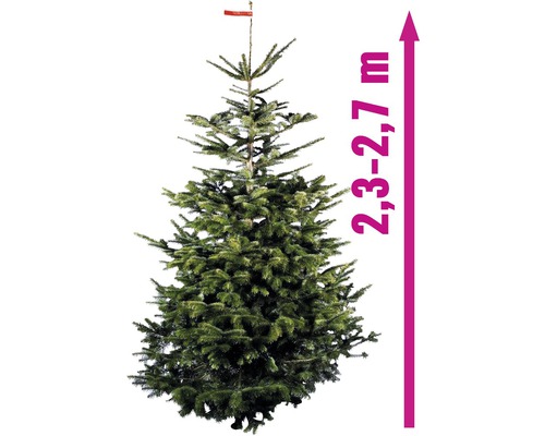 Nordmann spar GOLD H 230-270 cm, gekapte kerstboom uit duurzame teelt