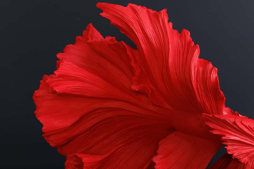 Design Deko Figur Kampffisch CROWNTAIL 65cm rot Betta Fisch Skulptur