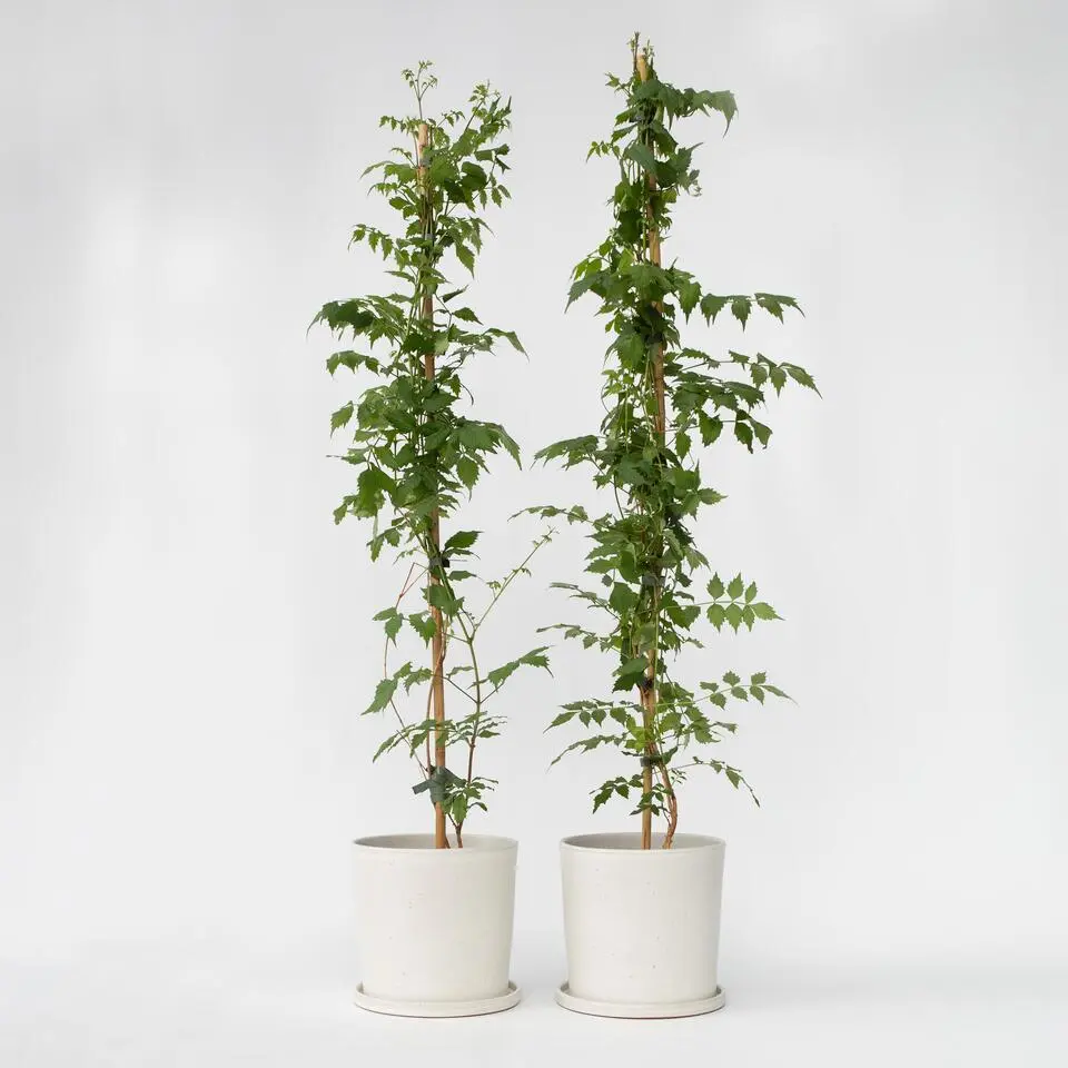 Trompetbloem - Set van 2 - Campsis 'Mme Galen' - Hoogte 110-120cm - ⌀17cm
