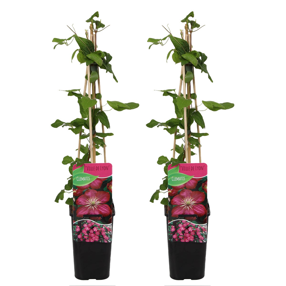 Bloomique – Set van 2 – Clematis Ville de Lyon – Donkerroze – Klimplanten – Tuinplanten – Winterhard – Pot 15 cm – 70–80 cm hoog
