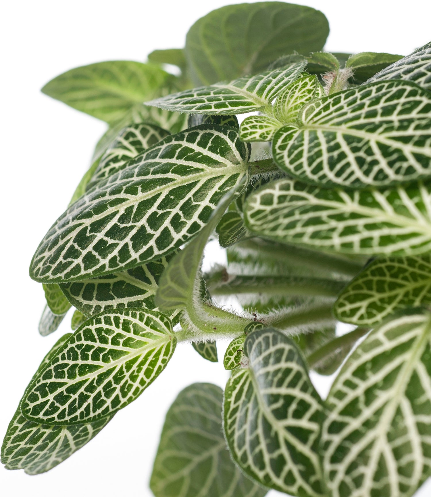 Mozaïekplant (Fittonia 'Mont Blanc') D 10,5 H 15 cm