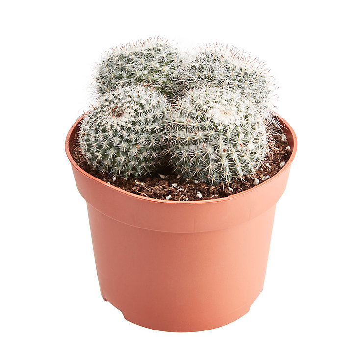 Cactus d'intérieur mammillaire à fleurs 12 cm