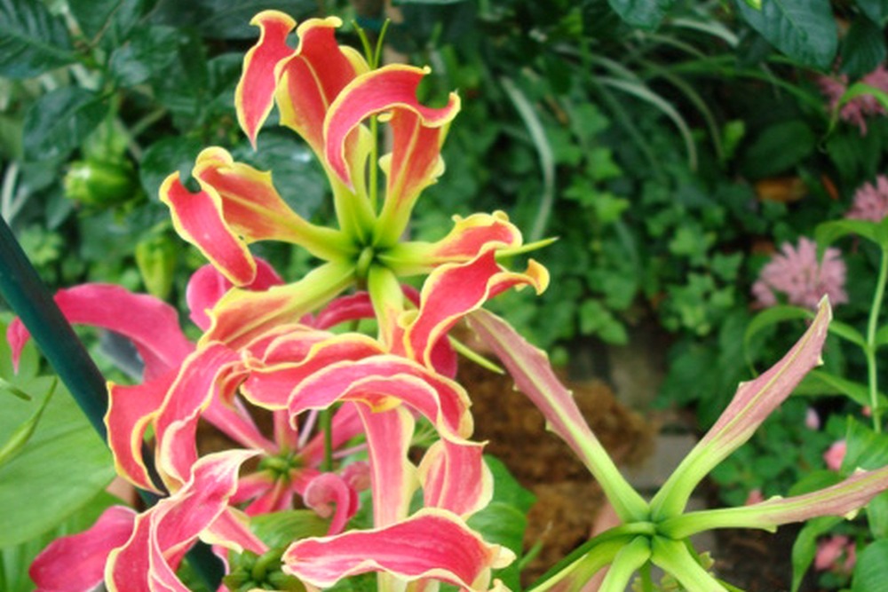 Jardin dans le sac - lis de malabar - 15 graines - gloriosa rothschildiana