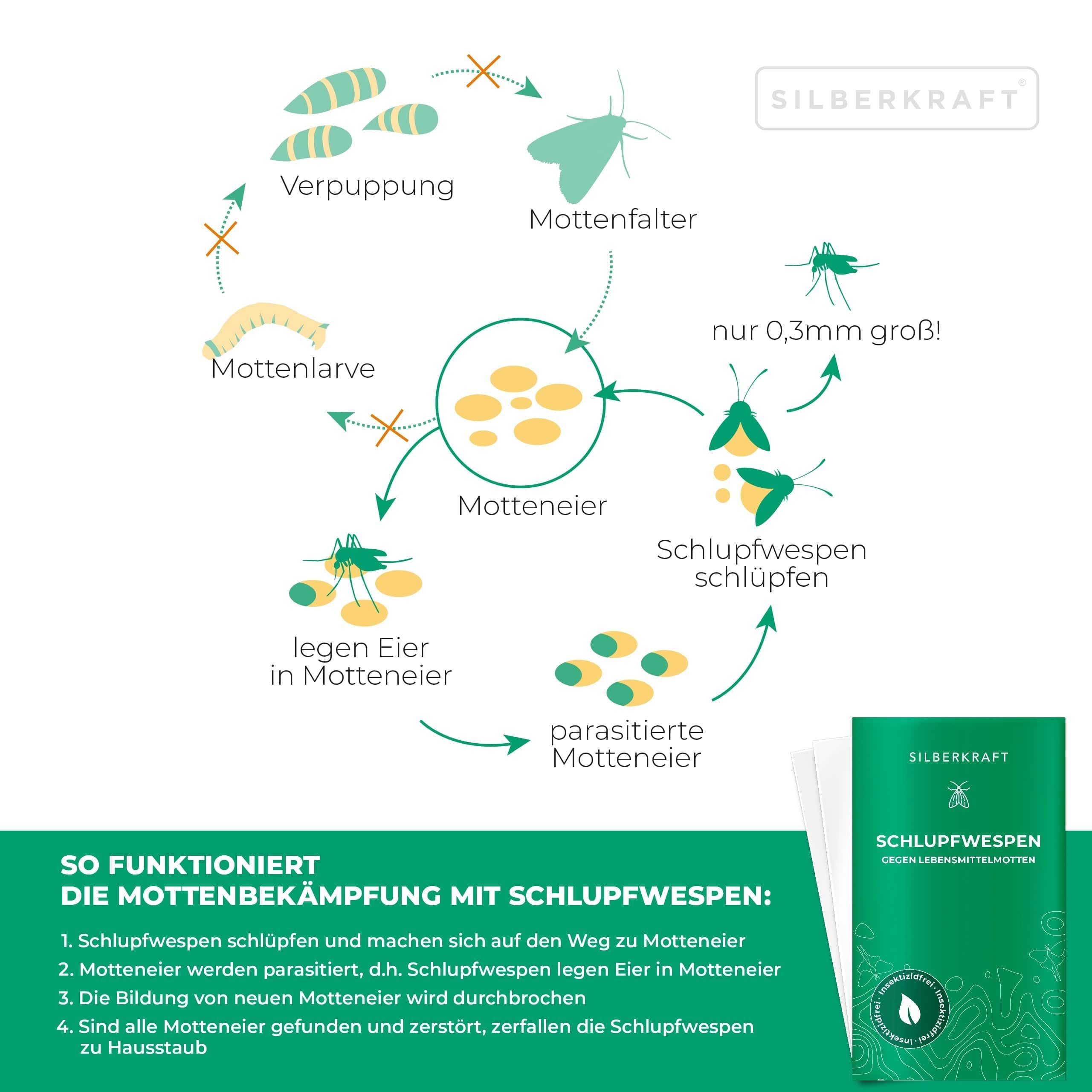 SILBERKRAFT Schlupfwespen