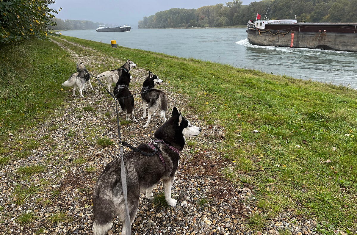 Husky Wanderung Eggenstein-Leopoldshafen
