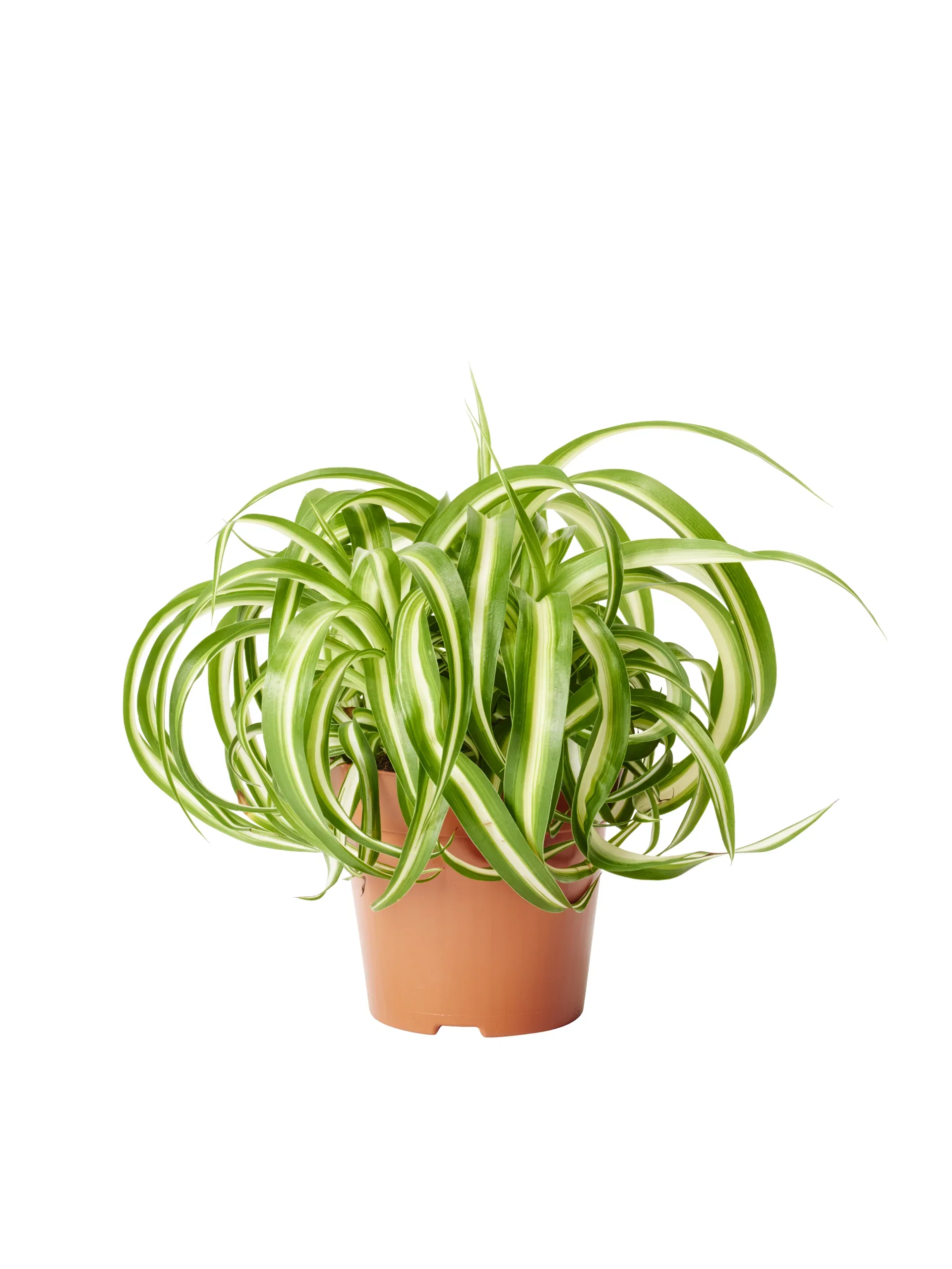 Chlorophytum comosum 'Bonnie' Grønnrenner 'Bonnie' Høyde 30 cm