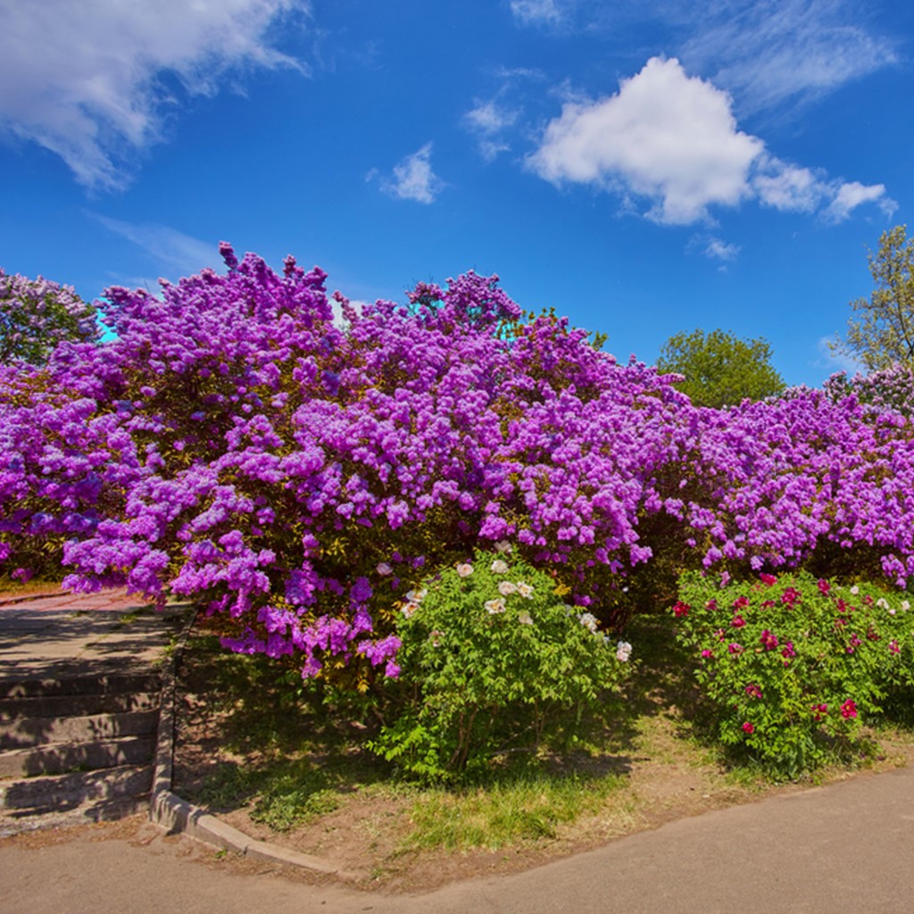 Lilas violet - syringa 'bloomerang dark purple'® 2 pièces - plante d'extérieur ?13 cm - ↕25-30 cm